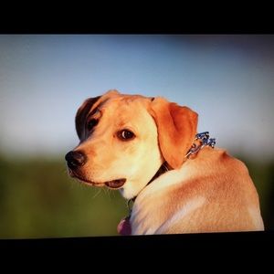 Meet your Posher, Charlws